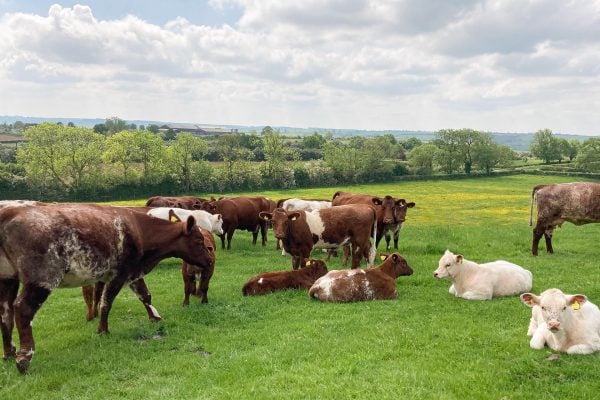 Our Farm - Cattle